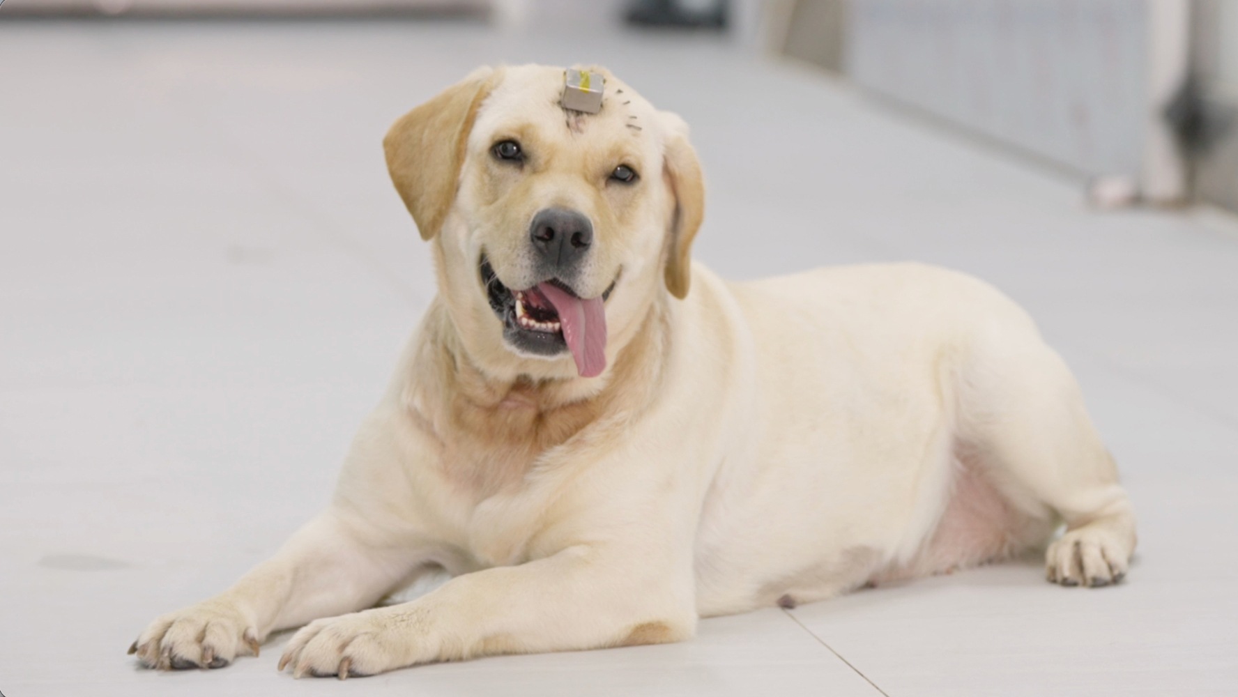 完成灵长类及犬类动物实验